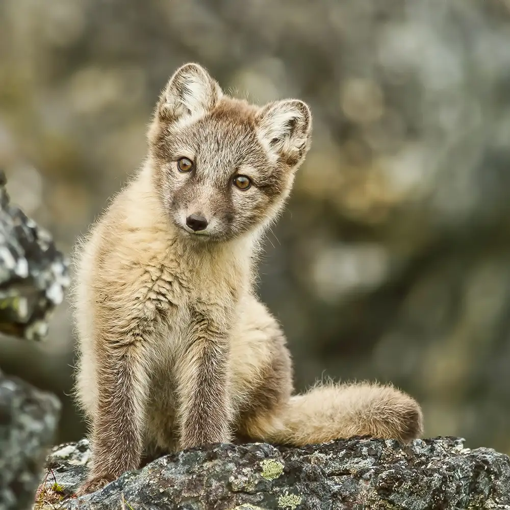 Arctic fox