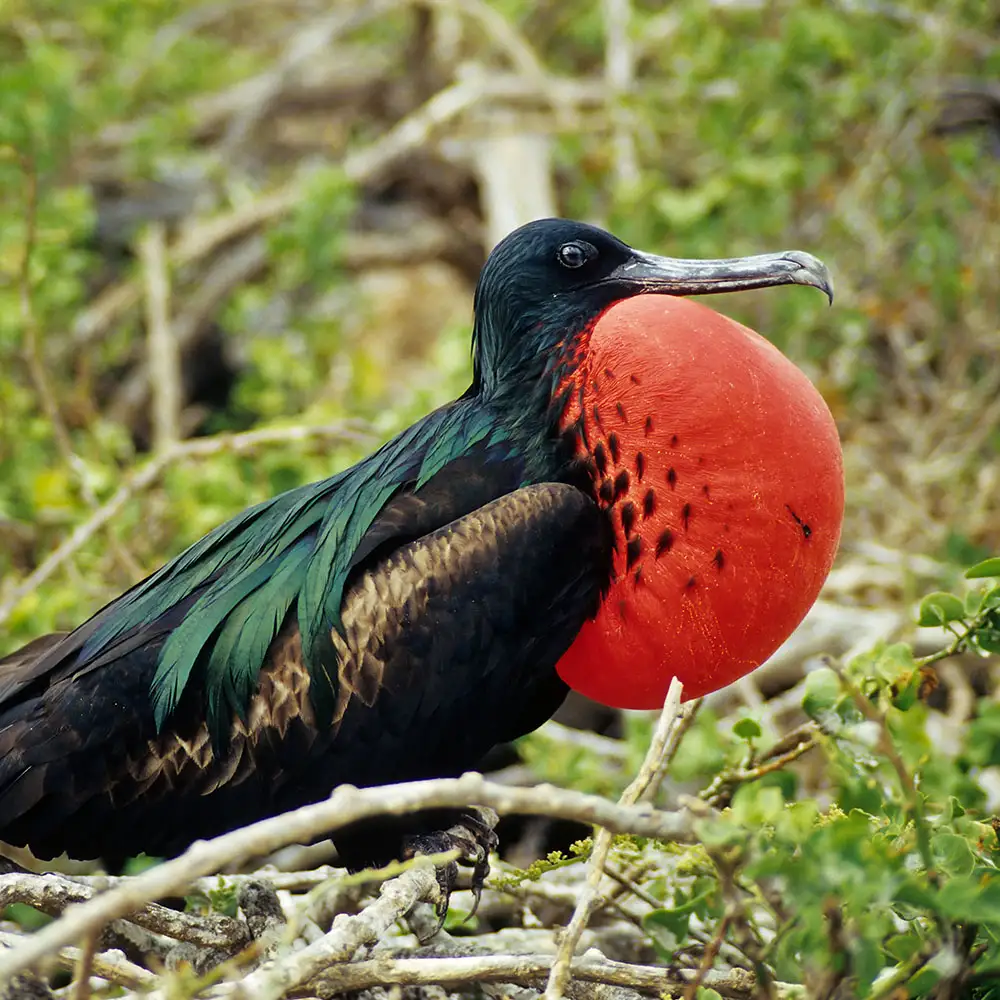 Frigate bird