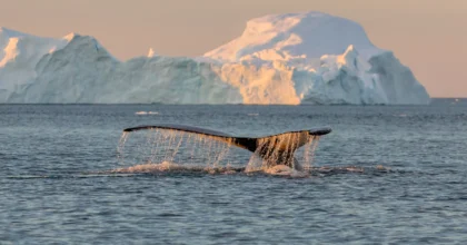 Newfoundland